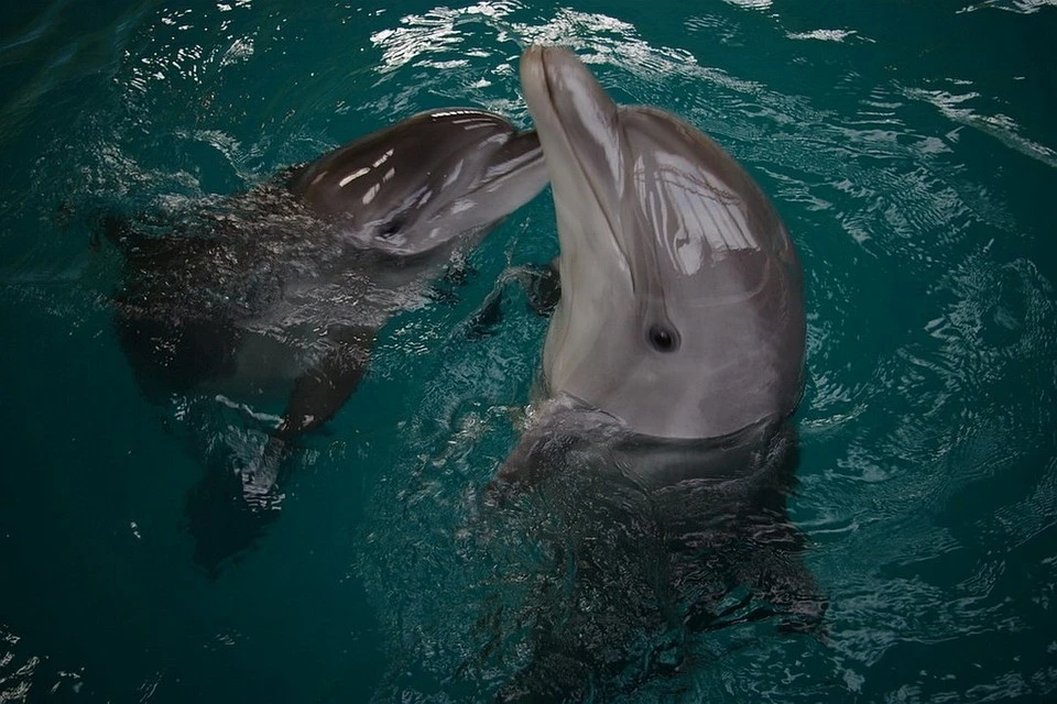 Спонсором исследовательской экспедиции по изучению черноморских дельфинов выступила «Роснефть»