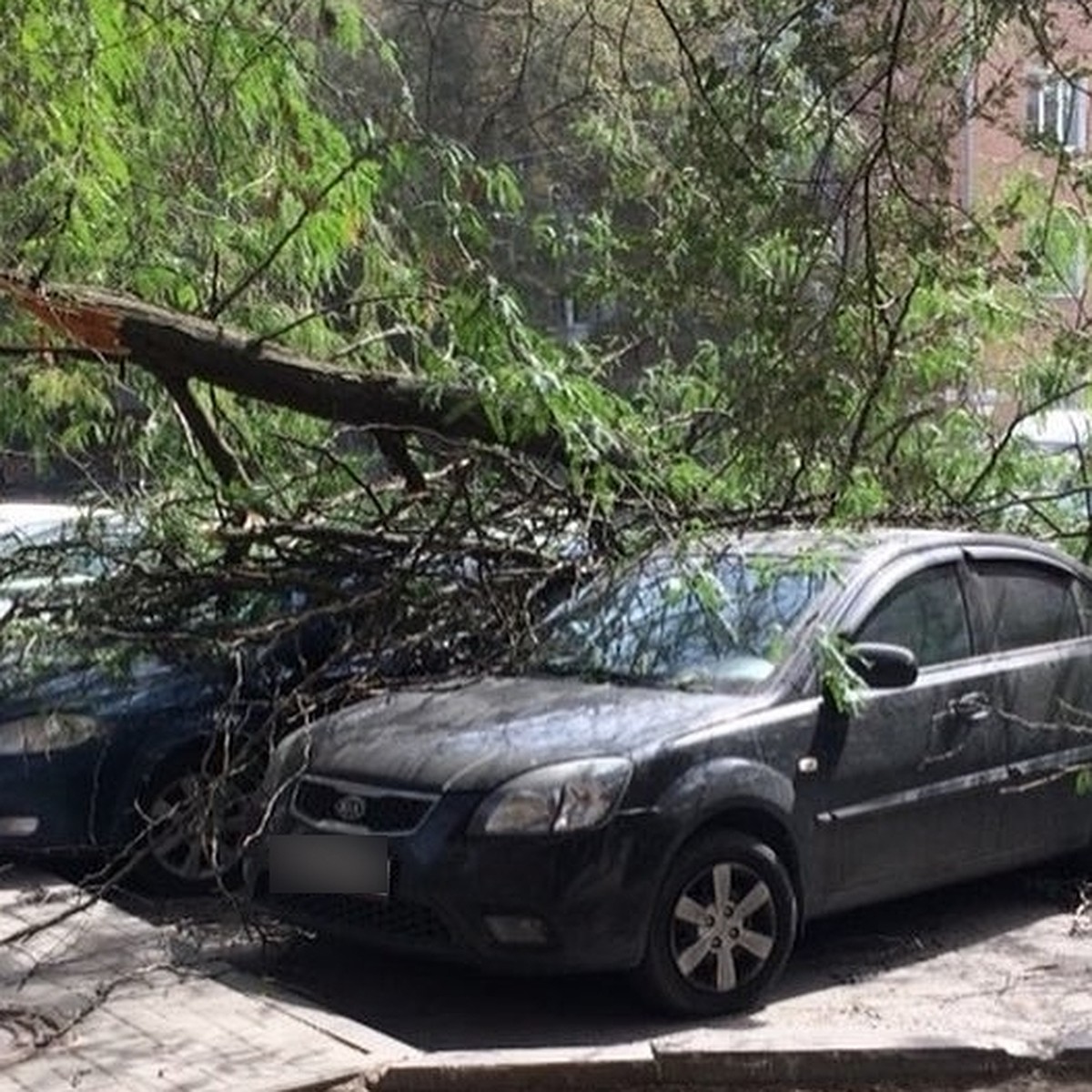 Что делать, если в Ростове-на-Дону на машину упало дерево - KP.RU