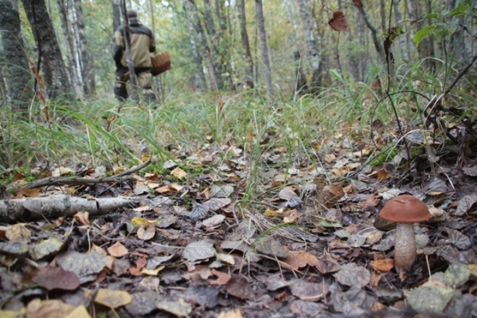 В Калининградской области в разгаре сезон тихой охоты.