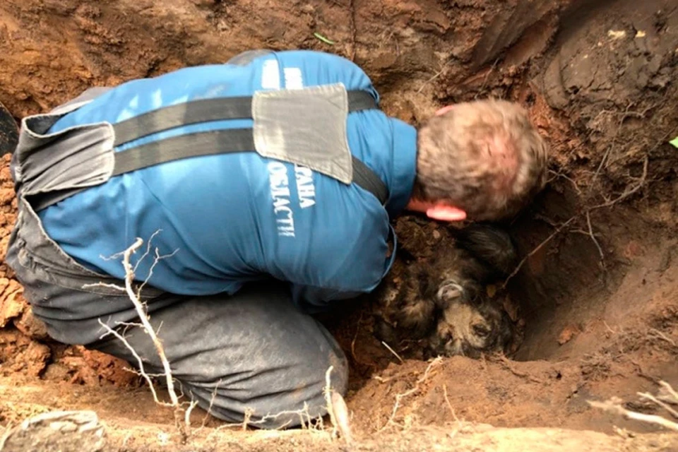 Под Петербургом пожарные выкопали собаку, которую завалило глиной.
