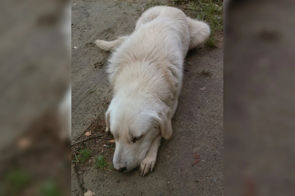 «Он бил его два дня подряд!»: В Чкаловске забили до смерти бездомного лабрадора