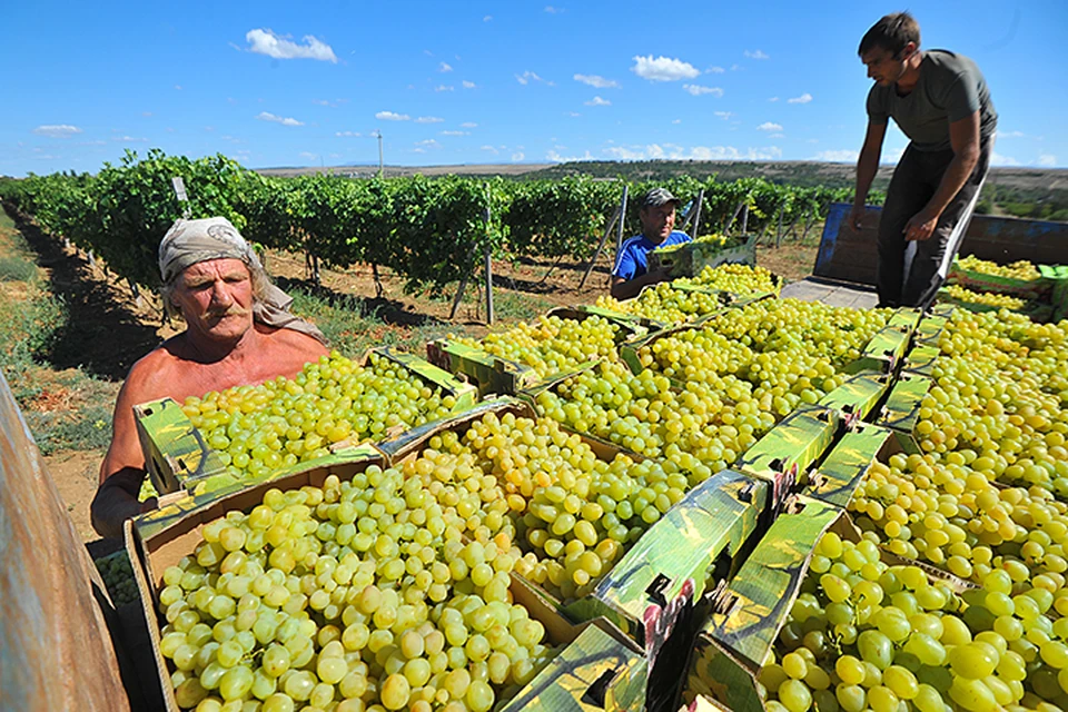 В 2018 году было собрано около 560 тысяч тонн винограда и произведено 32 миллиона дал вина