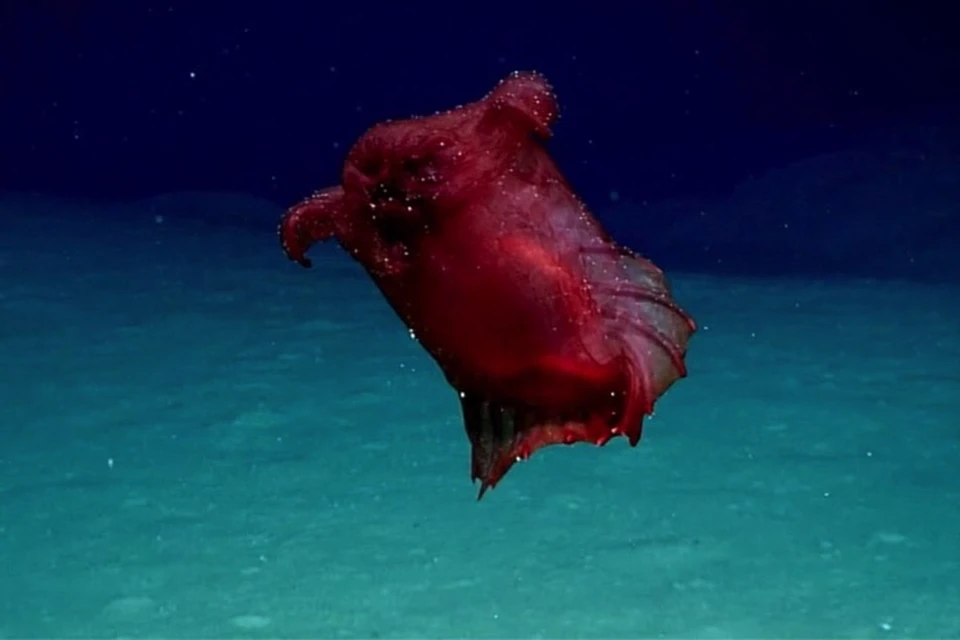 "Огурцы", которые плавают в Южном океане, красные. Они еще и лапками шевелят.
