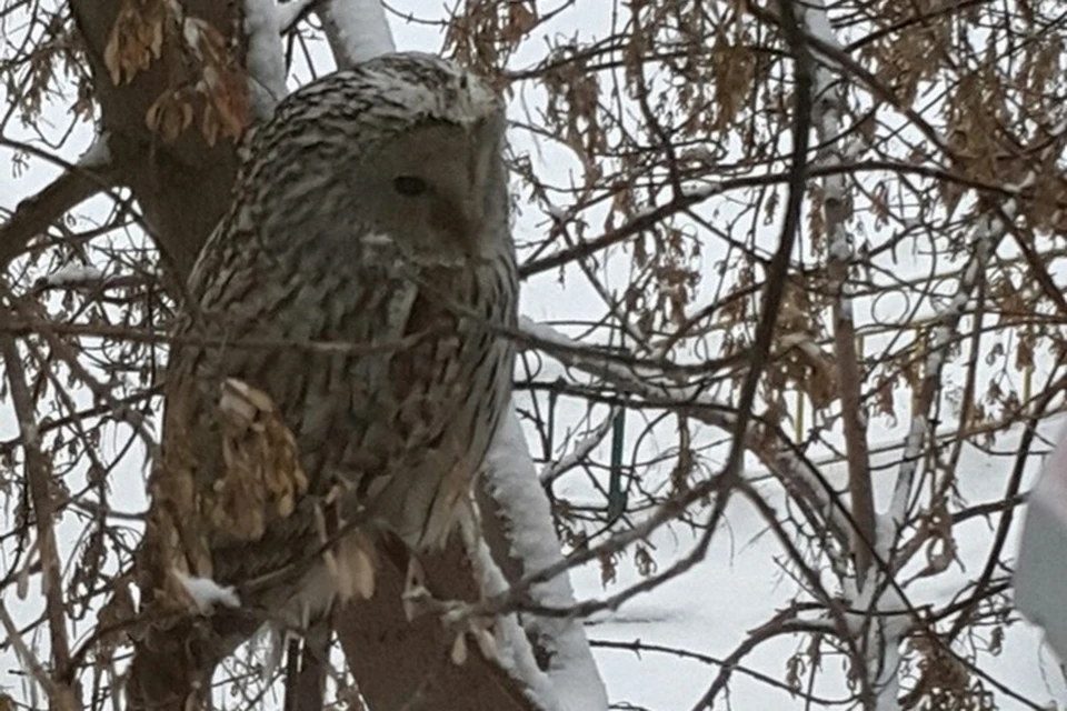 приметы о филине. филин прилетает на дачный участок к чему. прилетела сова к дому к чему примета. приметы сова прилетела на балкон. сова прилетела на окно.