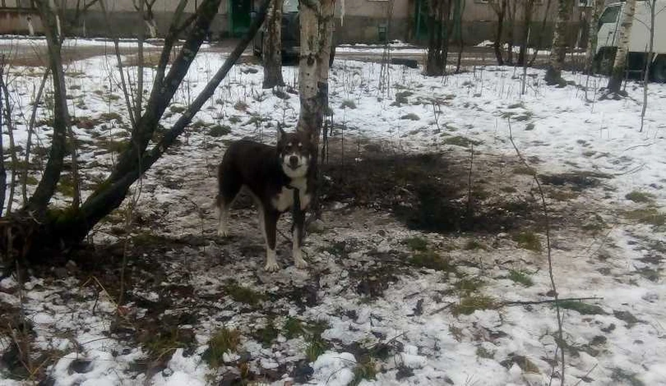 Привязанная к дереву хаски уже несколько дней замерзает на улице. Фото: группа "Привет! Сейчас в Печоре" в соцсети "Вконтакте".