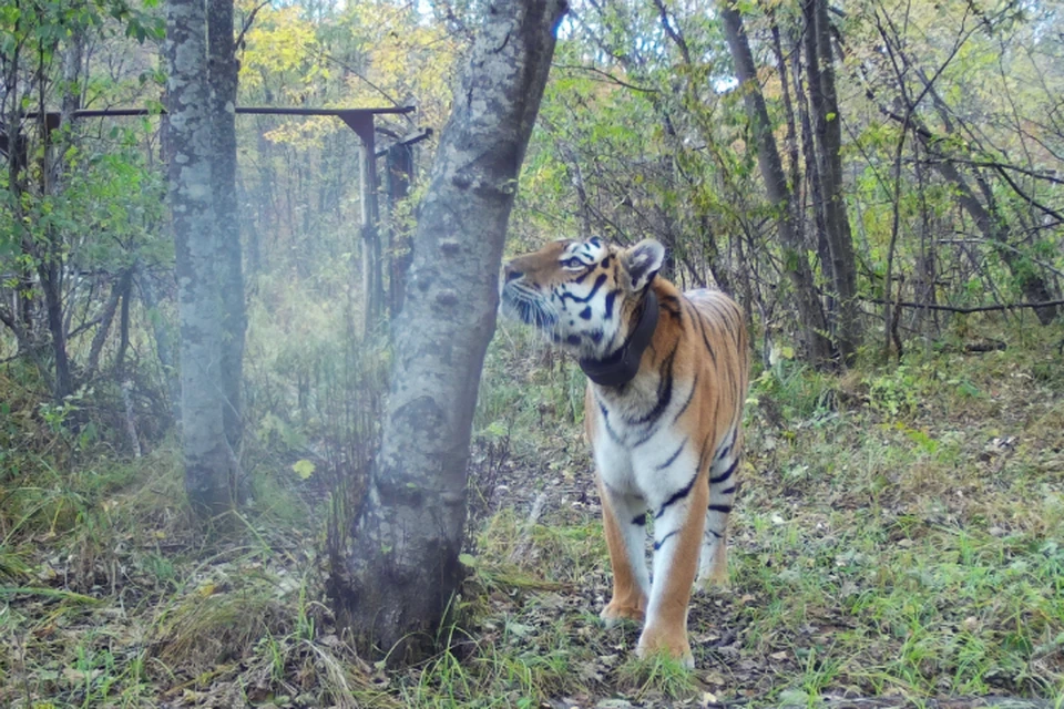 Страсти в лесах ЕАО: Тигр Борис ушел от матери своих детей и присмотрел новую подругу. Фото: МРОО «Центр «Тигр»