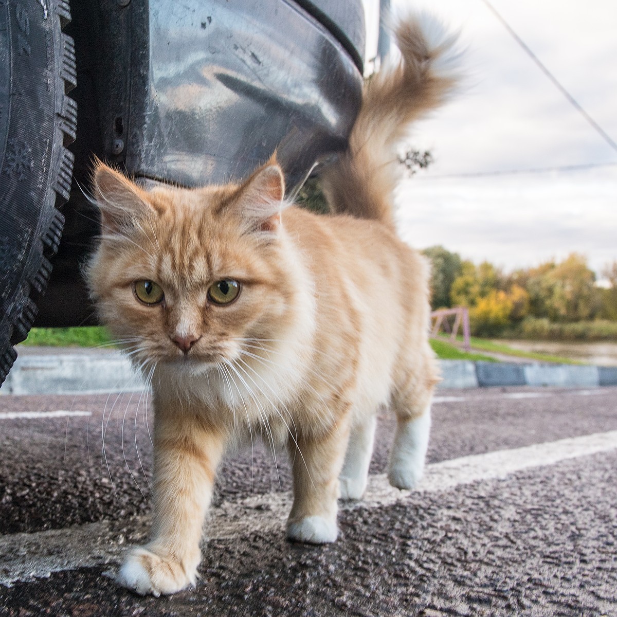 Кошка-путешественница приехала во Владимир под капотом авто - KP.RU