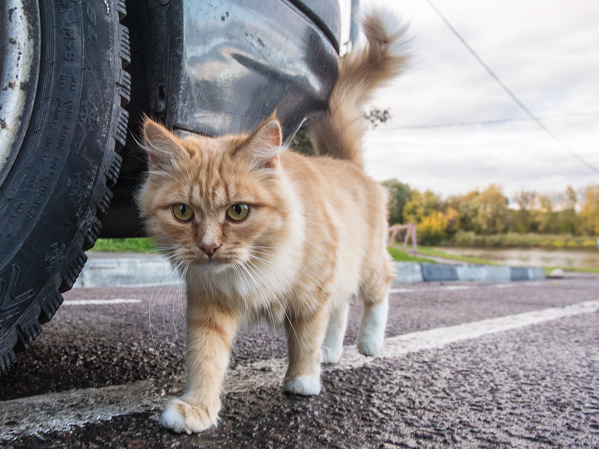 Кошка-путешественница приехала во Владимир под капотом авто - KP.RU