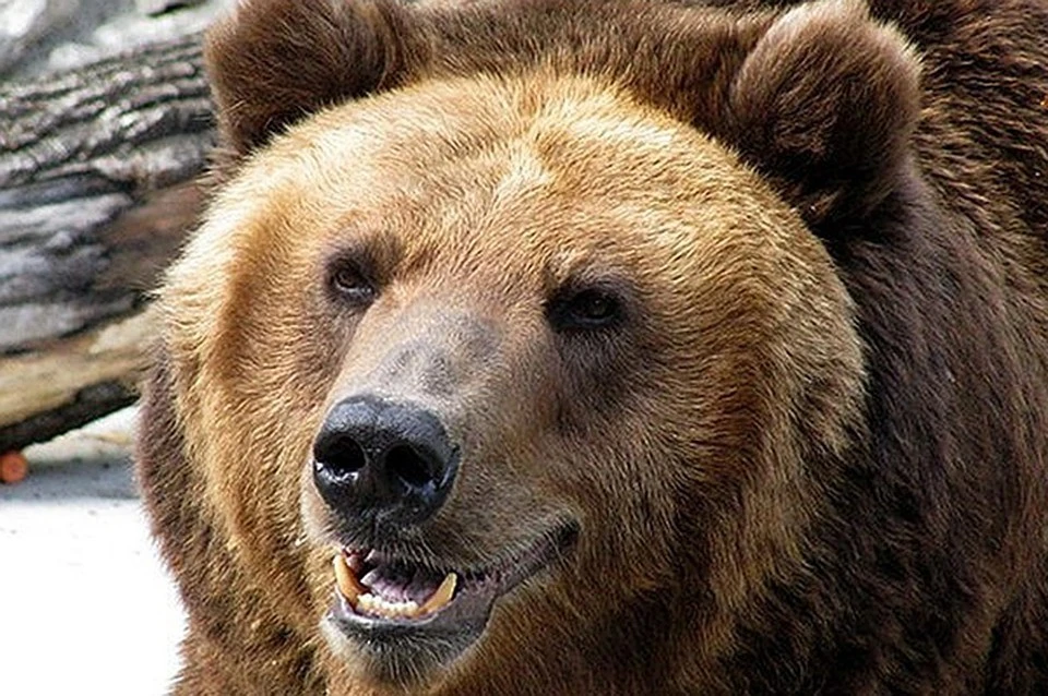 На камчатке медведь задрал 15-летнего подростка