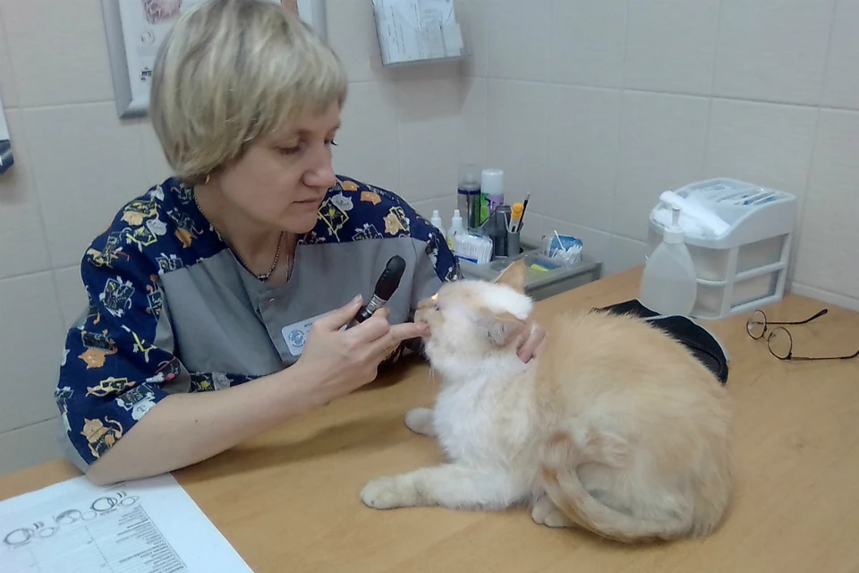 Мария Злобина: «Ветеринар – это психолог». Фото: Екатерина ГЛУБОКОВСКИХ