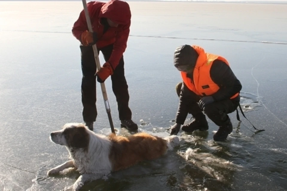 Примерзшую ко льду собаку спасти в Забайкалье. Фото: "Забайкалпожспас".