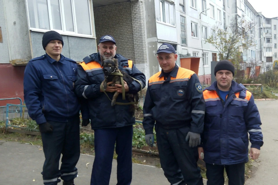 Собаку и щенков из заточения вызволили сотрудники Брянского пожарно-спасательного центра.