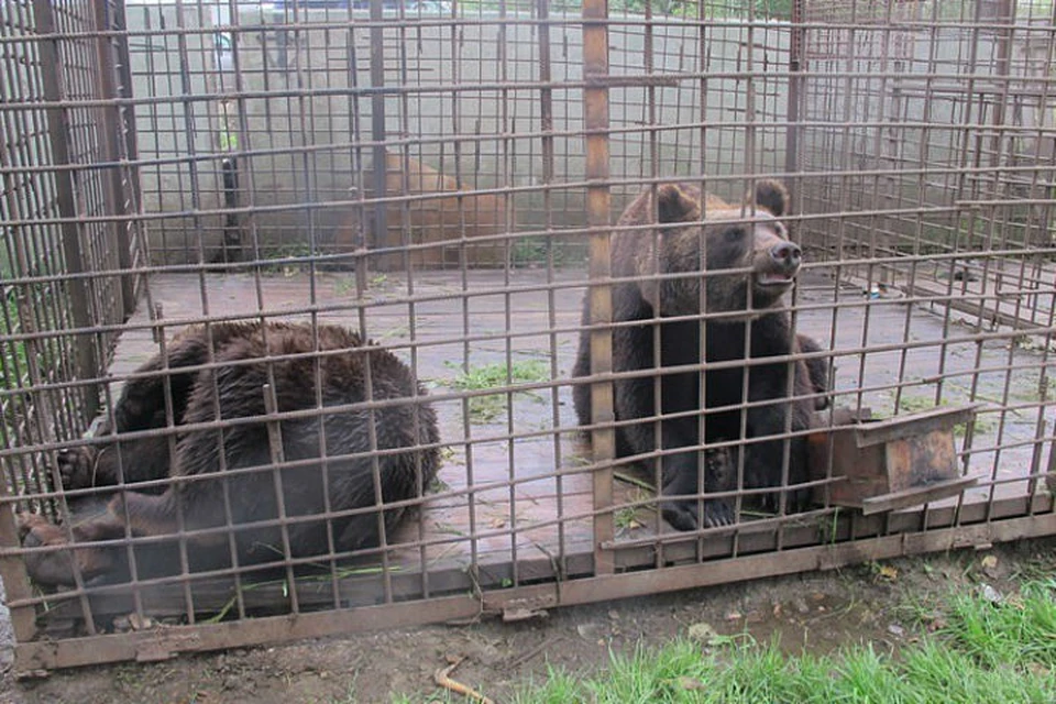 Спасти трех медведей: питомник К-9 собирает деньги на вольер для хищников, которых содержат в придорожном кафе под Иркутском