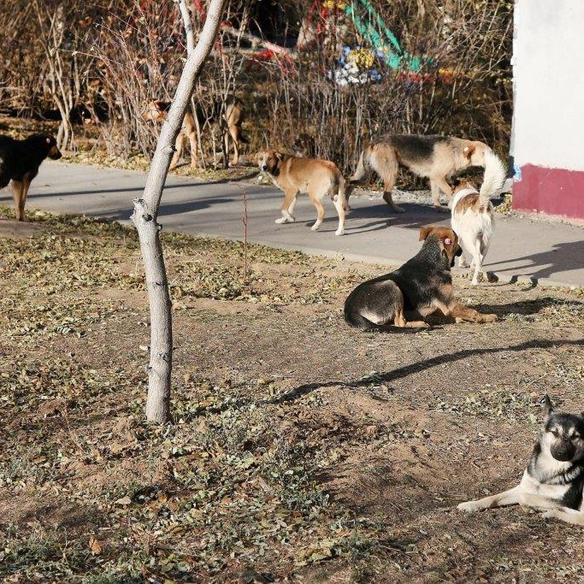 Волгоградцы воюют друг с другом из-за бездомных собак - KP.RU