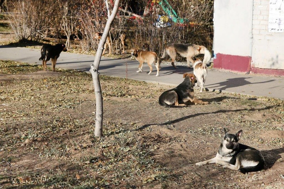 Собак с бирками в ушах с улицы Чебышева увезли волонтеры. Фото: волонтеры