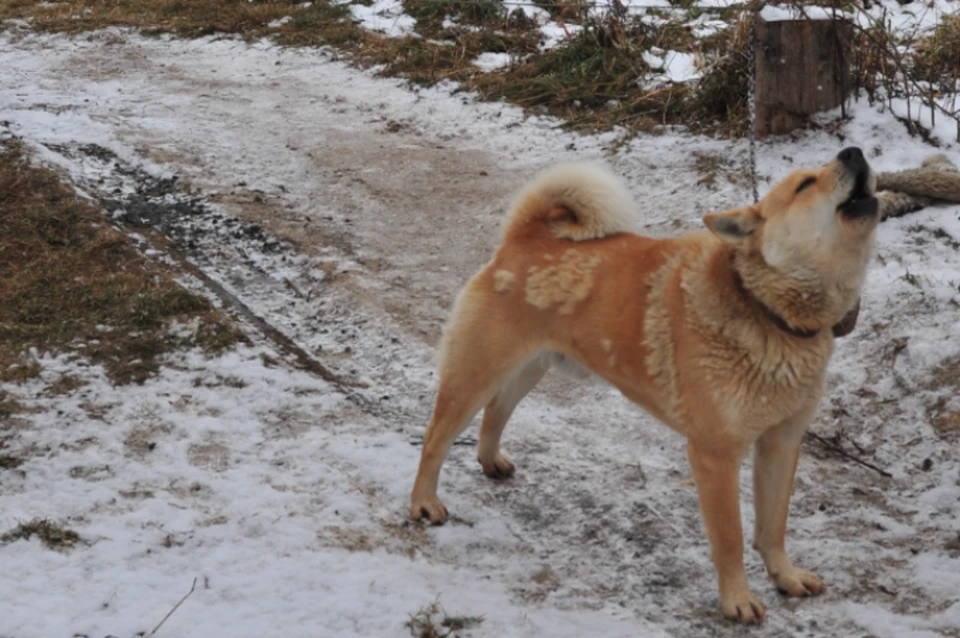 Воспитывался собаками и играл с большегрузами: Мальчика-маугли нашли в Хабаровском районе