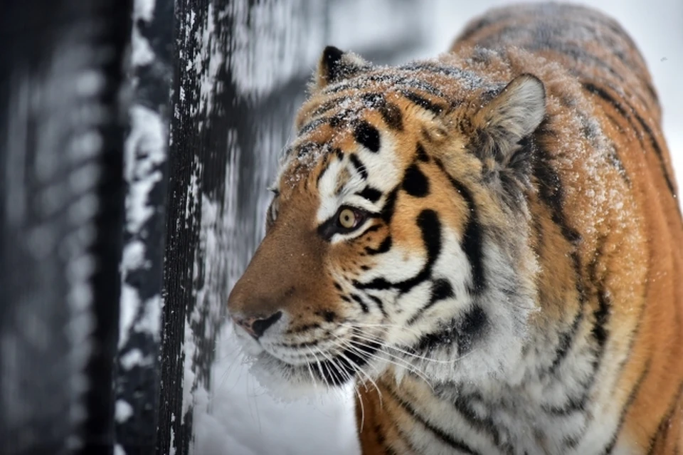 За жизнь амурского тигра борются хабаровские ветеринары