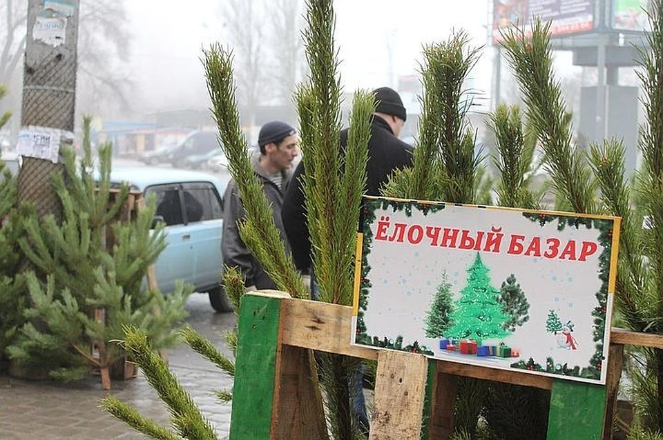 Купить живую ёлку в Донецке можно будет на ёлочных базарах с 10-15 декабря