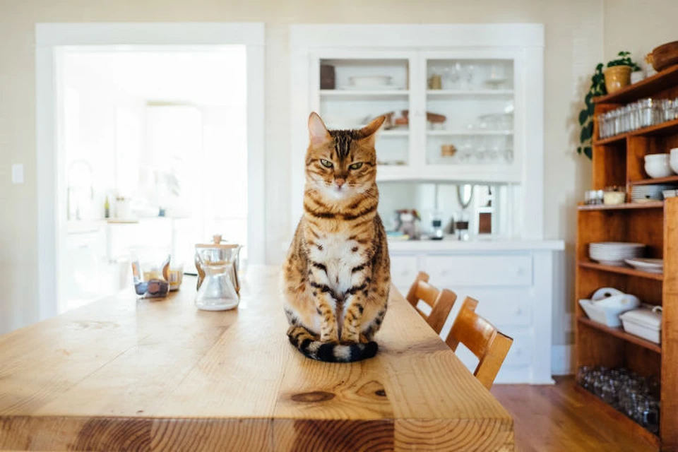 В Петербурге проходит фотоконкурс «Кот в доме хозяин?».