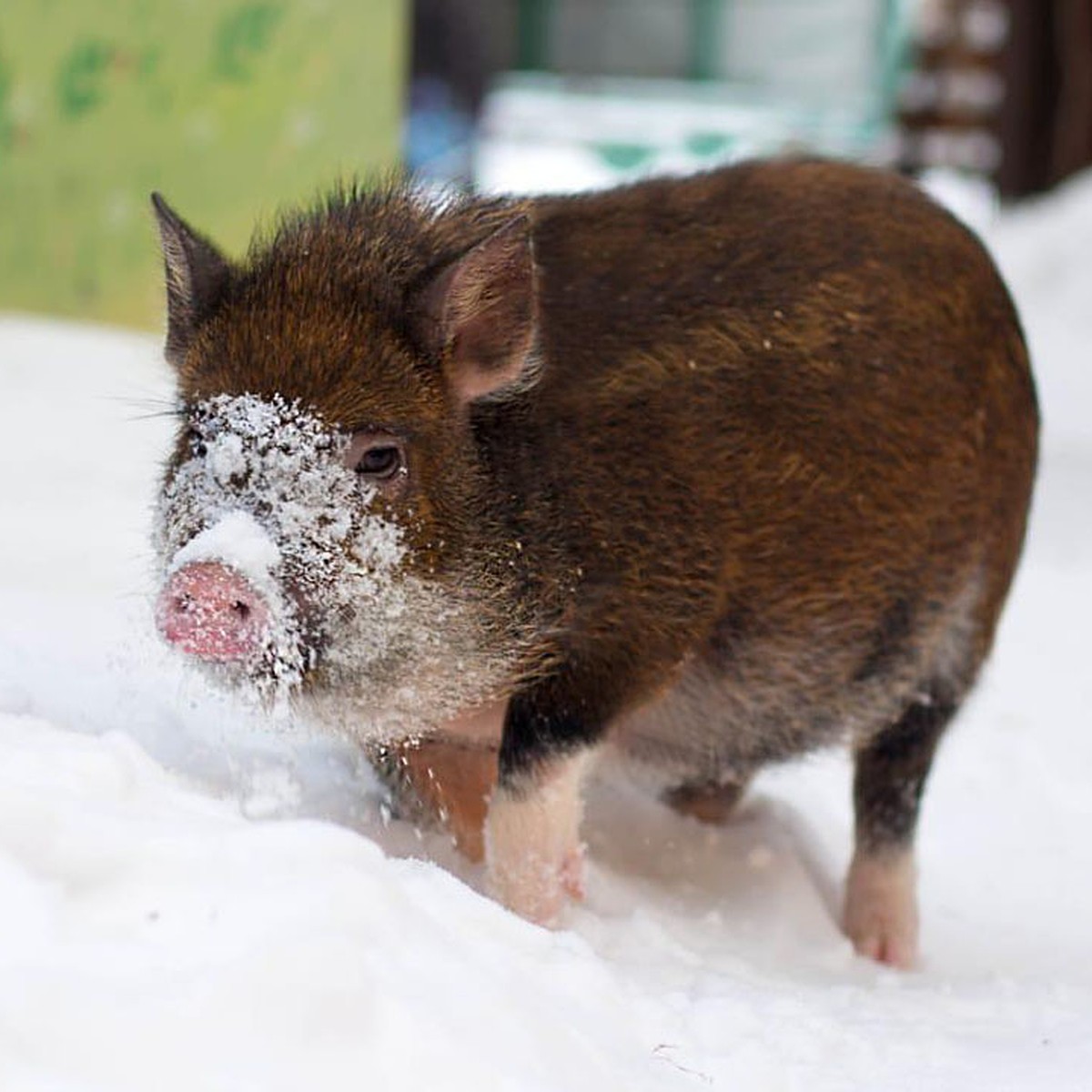 Корейская свинья. Корейская Свинка. Домашняя свинья коричневая. Свинья Барнаул. Известные свиньи