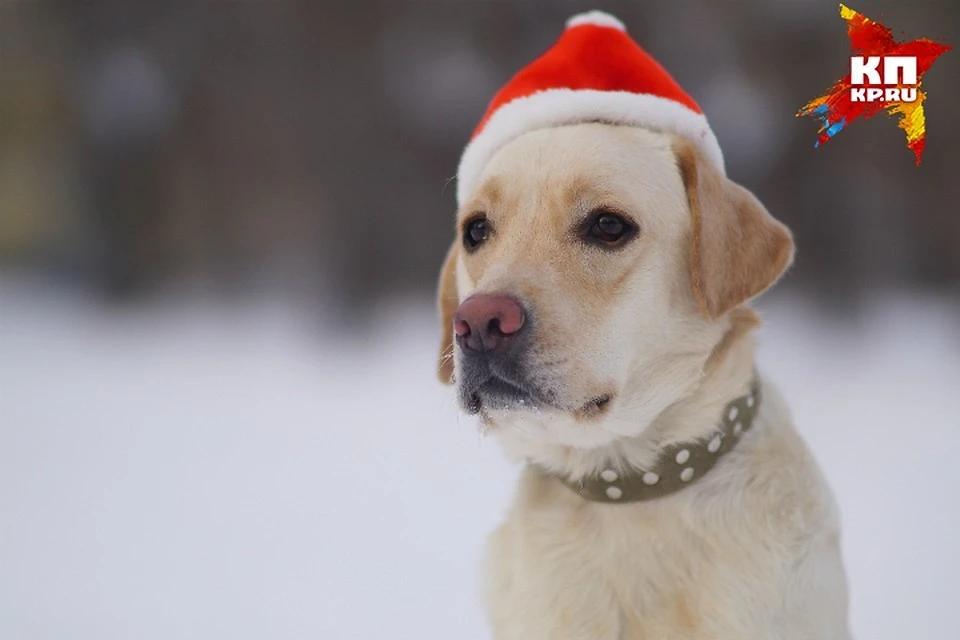 Год Желтой Земляной Собаки, который наступил 16 февраля 2018 года, останется с нами до конца января 2019-го.