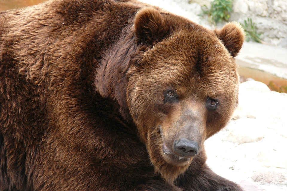 Медведь разорвал хозяина в Челябинской области. Фото: Алексей СТЕФАНОВ