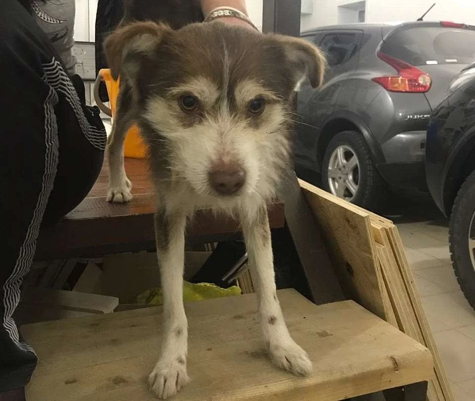 Оставшимся в живых собакам волонтеры хотят найти новый дом. Фото: instagram.com/help_animals_blg
