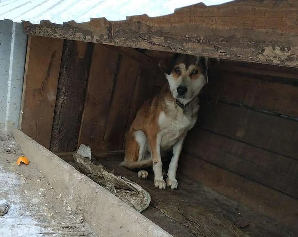 Оставшимся в живых собакам волонтеры хотят найти новый дом. Фото: instagram.com/help_animals_blg
