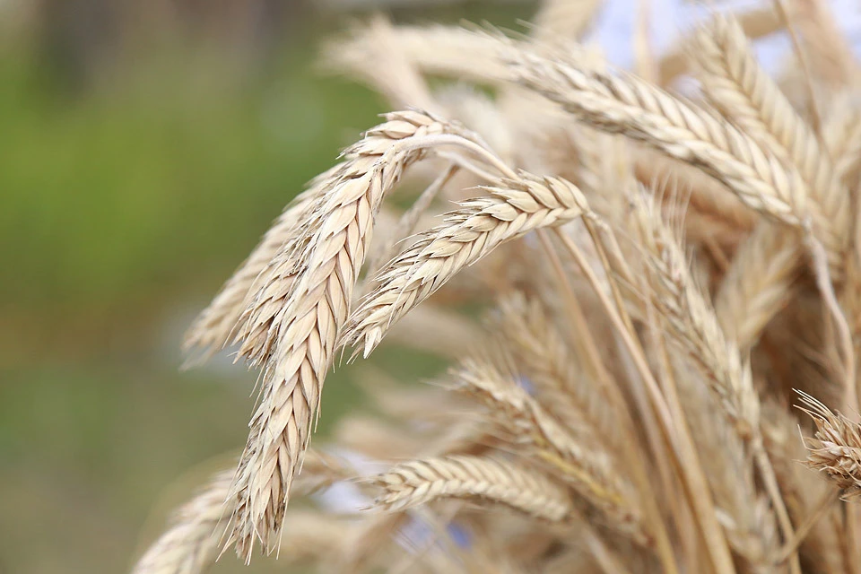 Мировые цены на пшеницу выросли и продавать ее за границу на фоне ослабшего рубля стало еще выгоднее.