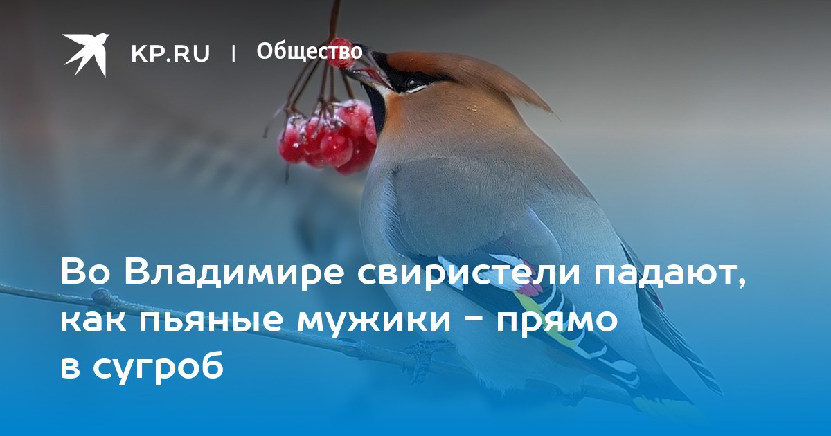 Правда, что свиристели могут падать в обморок зимой? Почему это происходит?