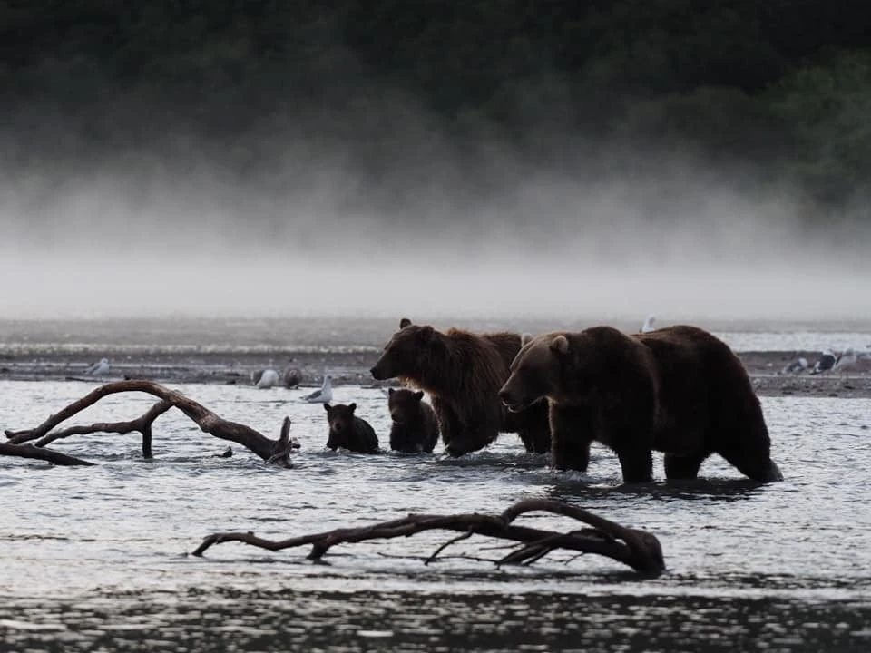 История начиналась с простой прогулки медвежьей семьи до устья реки в поисках рыбы. ФОТО: Владимир Омелин.