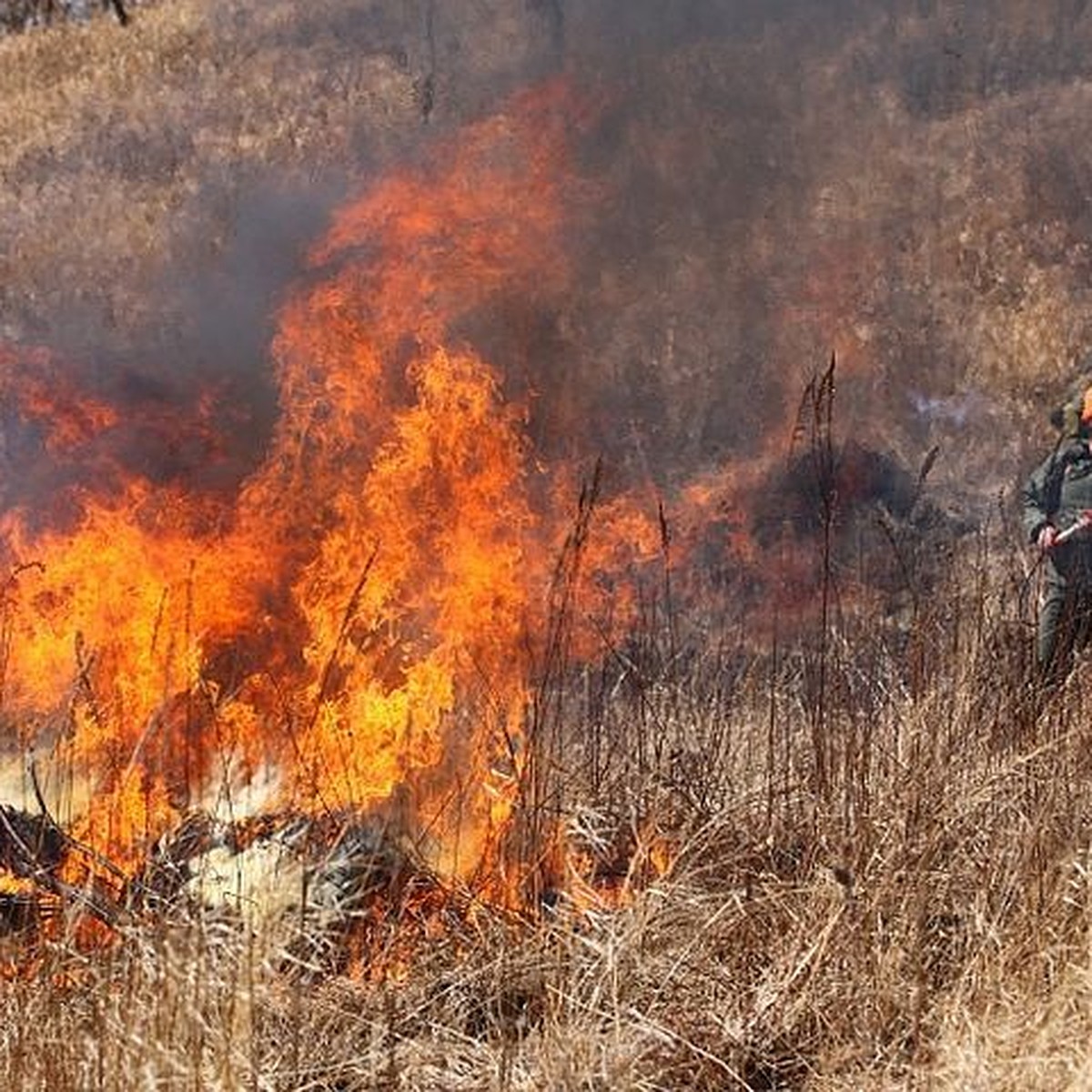 Самый крупный лесной пожар в Приморье захватил 1200 гектаров - KP.RU