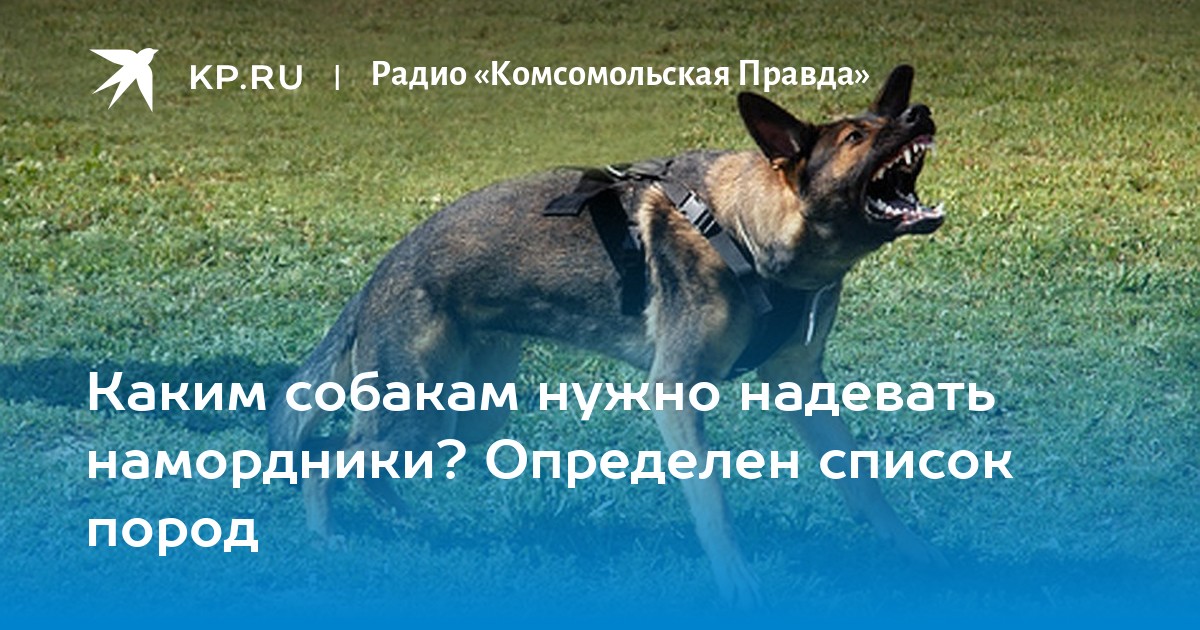 Ошейник для бультерьера. Намордник кадебо. Список пород собак в намордниках. Список запрещенных собак. Список пород собак в намордниках.