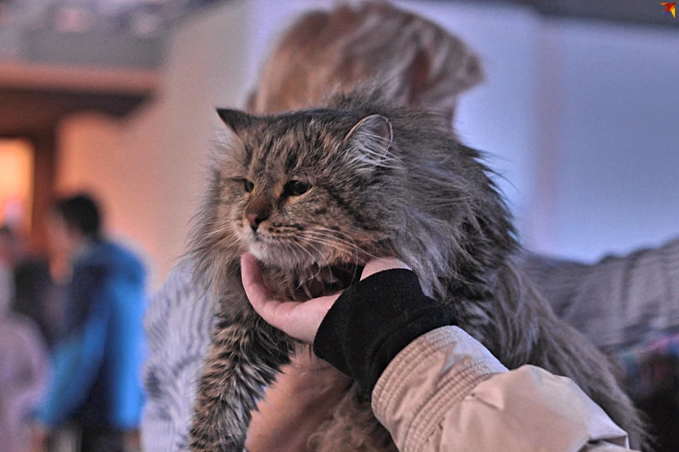 «Комсомолка» собрала трогательные истории брошенных кошек, которые нашли новый дом