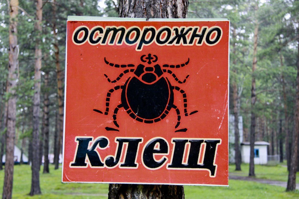 В Ленинградской области начался сезон нападения клещей.