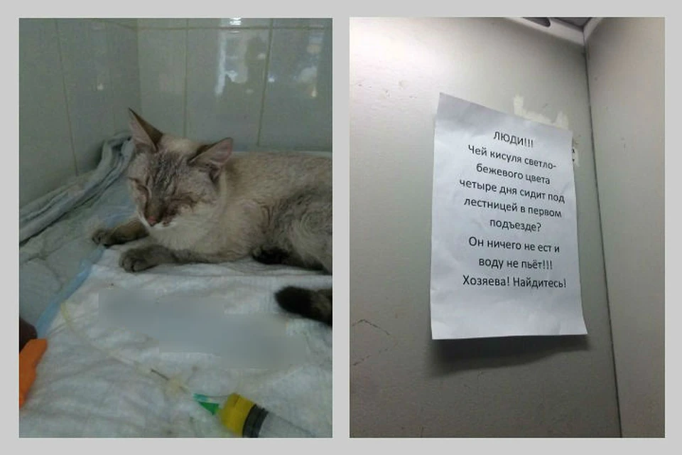 Школьники спасли жизнь слепнущему коту, которого хозяева выбросили в подъезд. Фото: группа "Верность".