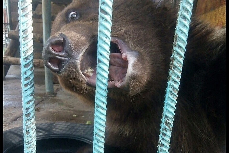 В Ингушетии сбежавший из вольера медведь напал на людей
