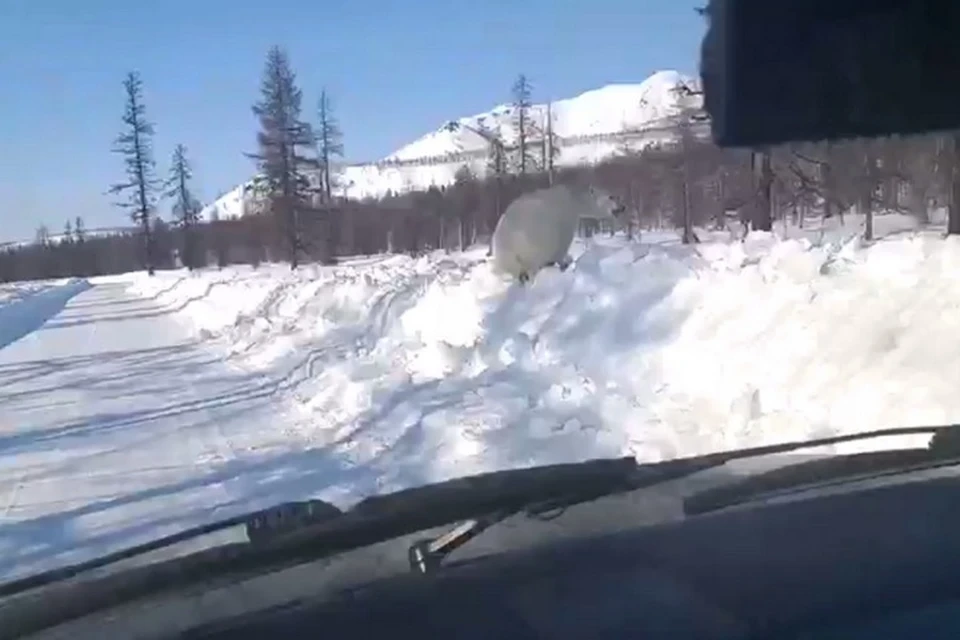 Белый медведь вышел на трассу в Магаданской области, преодолев почти 1,5 тысячи километров