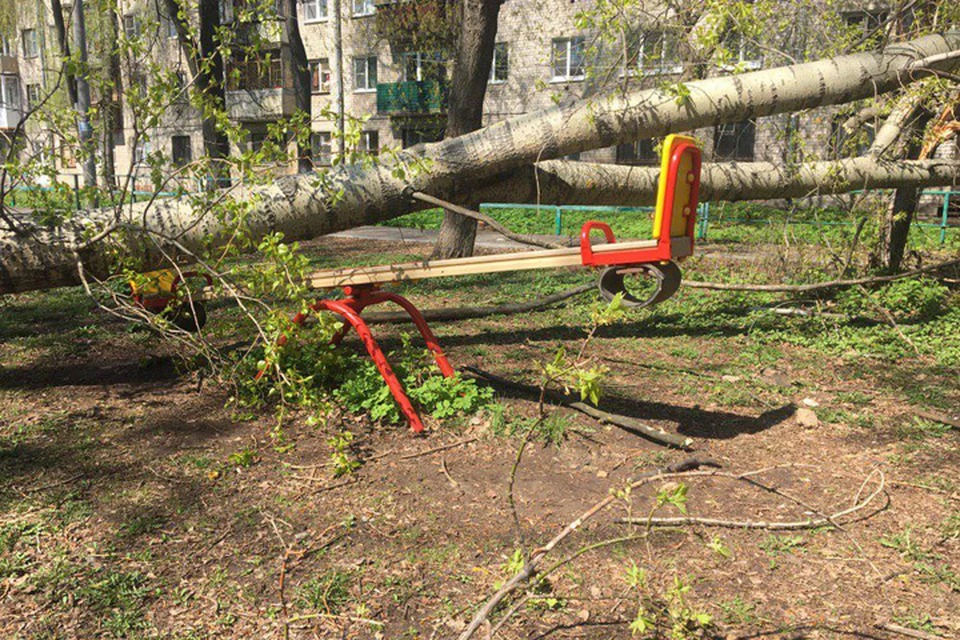 Старое дерево рухнуло на детскую площадку в центре Нижнего Новгорода