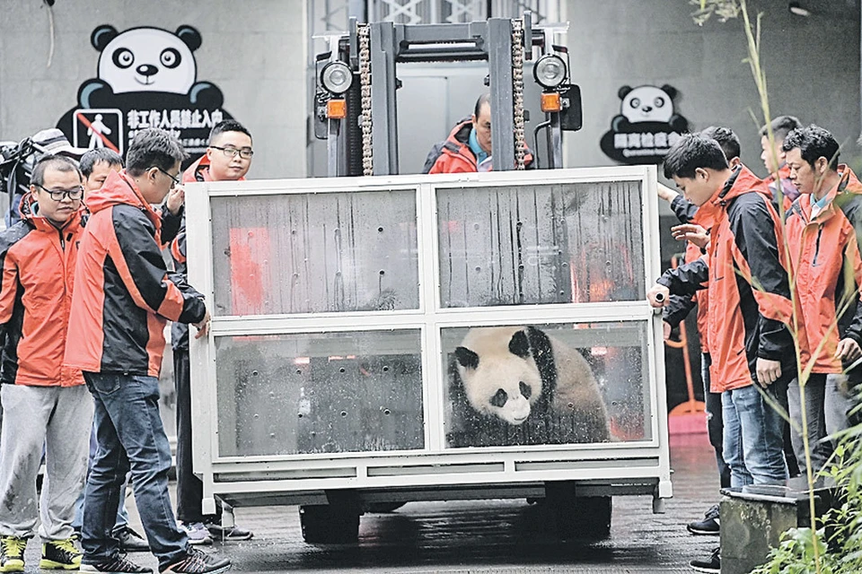 Китай отдал эту пару панд нам в аренду на 15 лет.