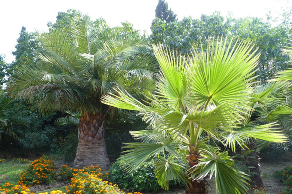 Пальмы на ЮБК могут погибнуть. Фото: пресс-служба Никитского ботанического сада
