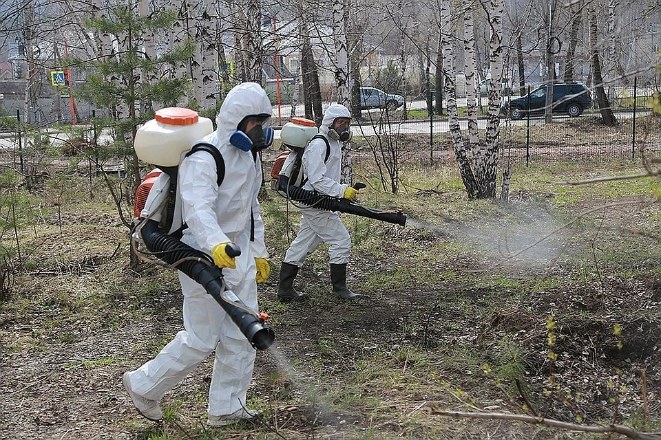 Клещи в Красноярске в 2019 году: где самые опасные места в городе и крае.