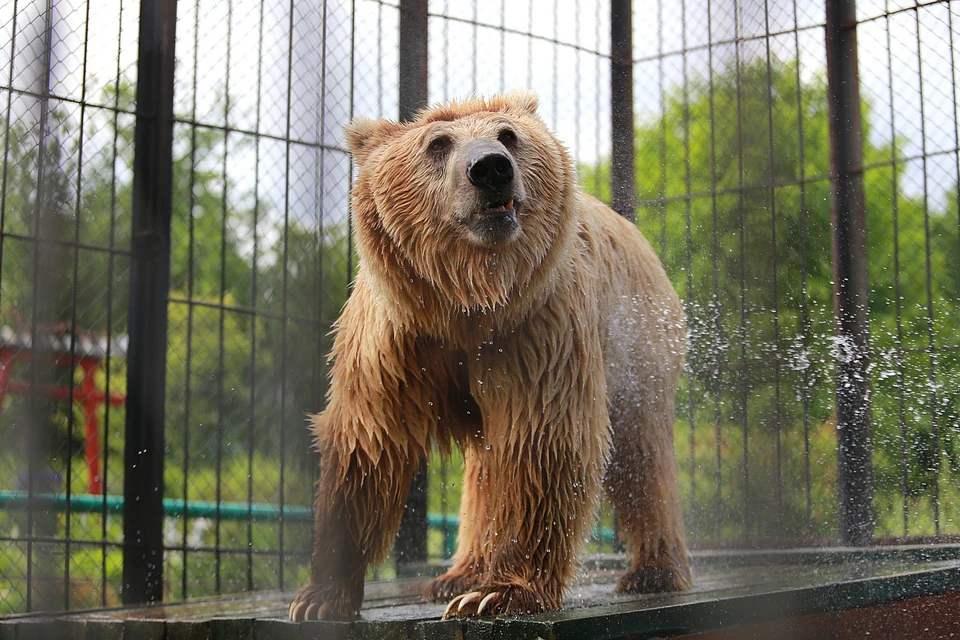 В Северо-Енисейске на детской площадке застрелили медведя