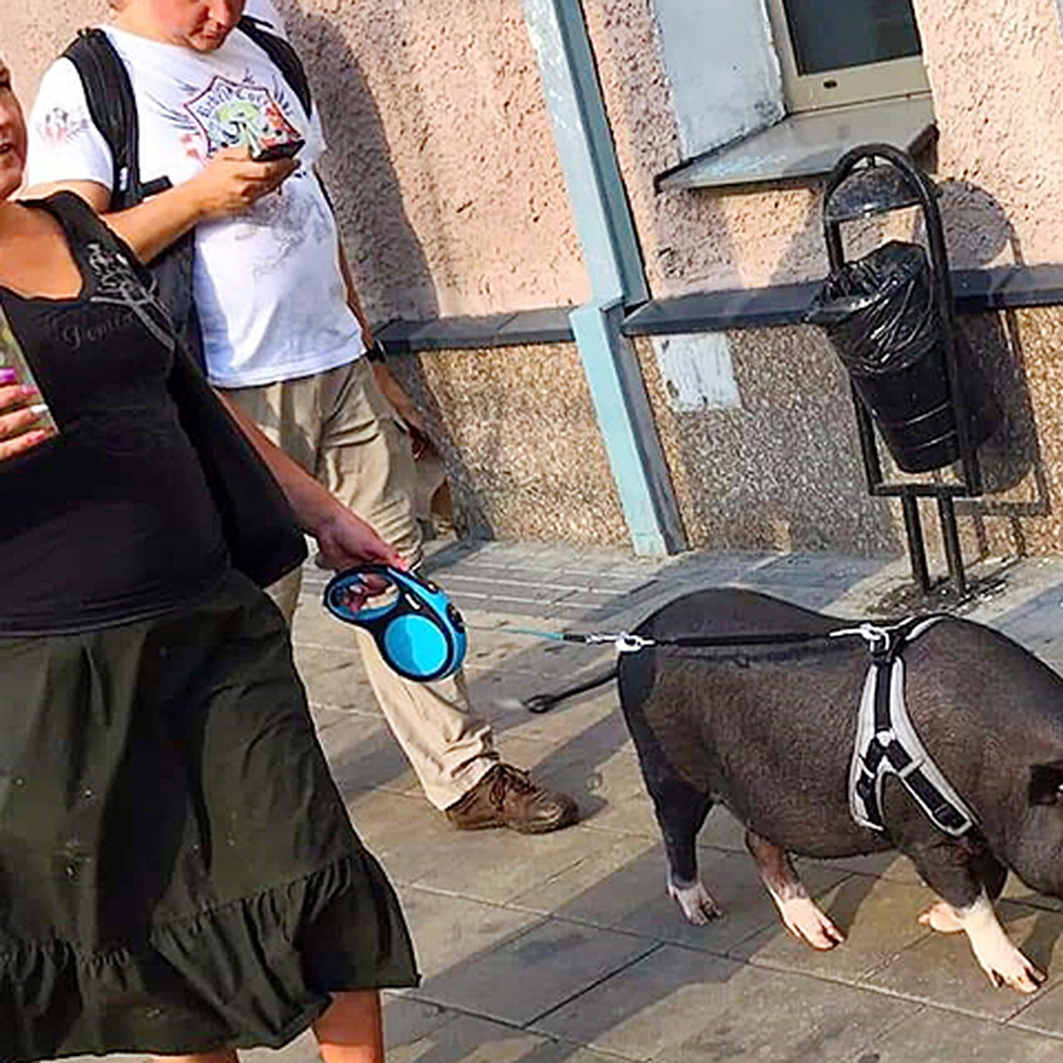 В центре Москвы заметили женщину, выгуливающую огромную свинью на поводке