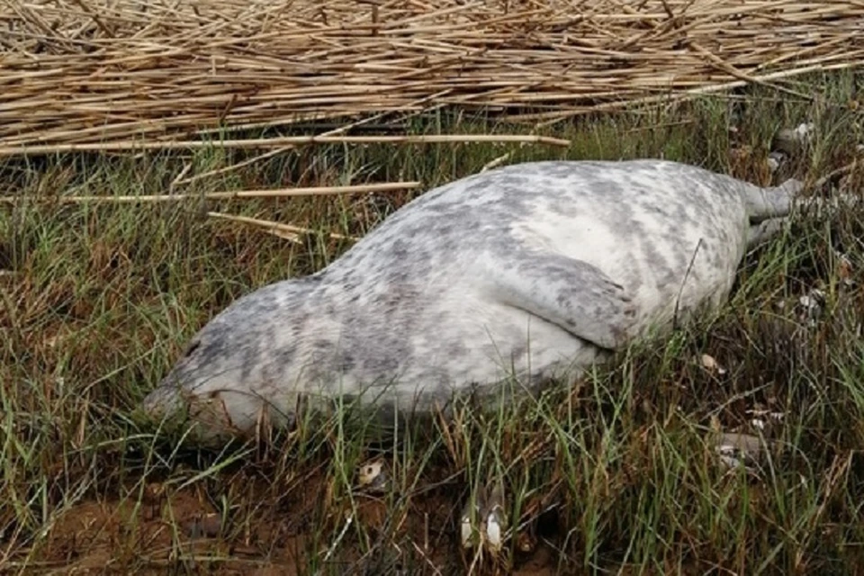 На берег Финского залива массово выбрасывает трупы тюленей