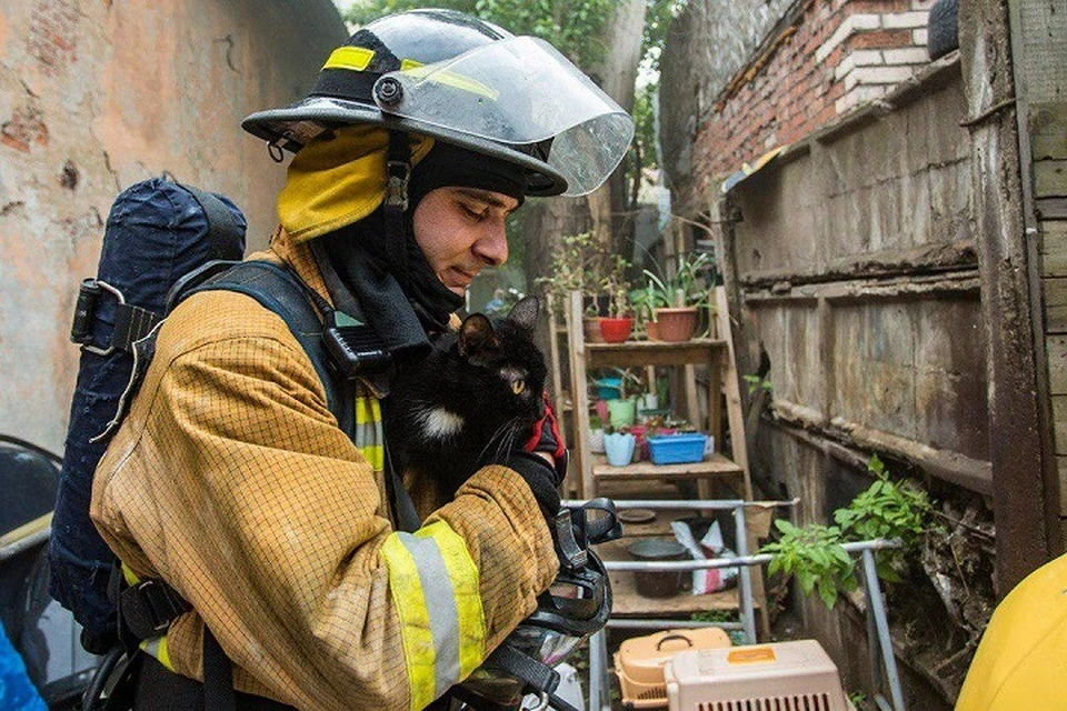В Петербурге из горящего приюта спасли 300 кошек и семь собак. Фото: Пресс-служба ГУ МЧС по СПб