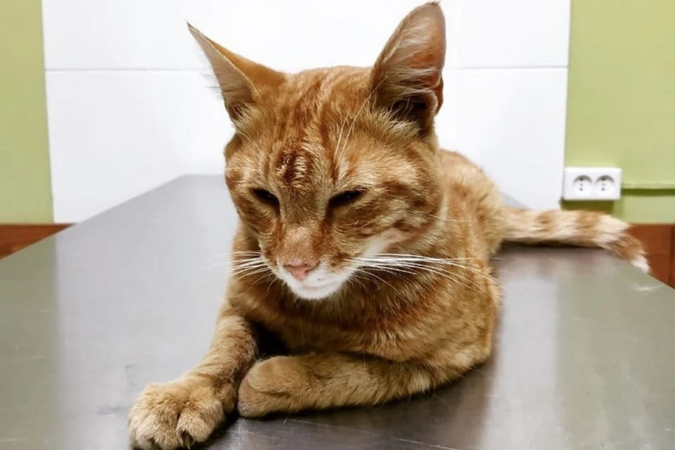 Лахтинский кот-строитель заболел и ищет донора