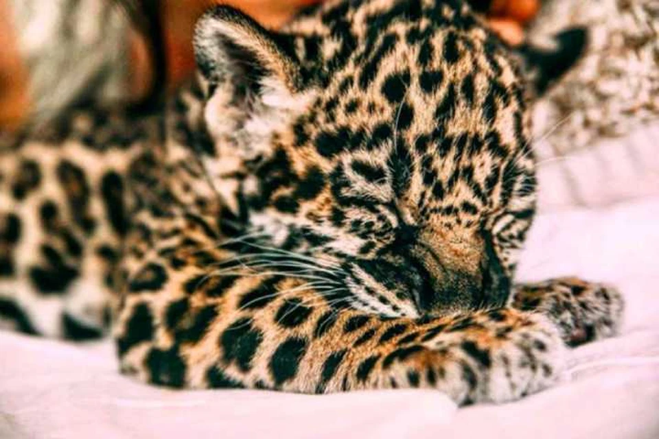 Петербуржец продает котенка леопарда / Фото: Авито