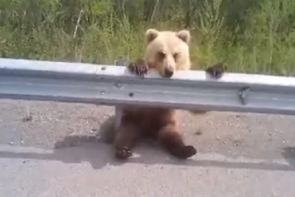 Притомился: в Бурятии медвежонок повис на дорожном ограждении, чем повеселил автомобилистов. Фото: группа Типичный Улан-Удэ.