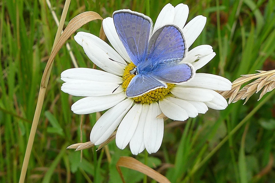 Бабочка Голубянка Икар. Фото: Тимофей Левченко